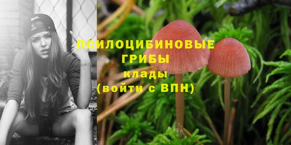 крисы Баксан